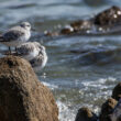 Bécasseaux sanderlings